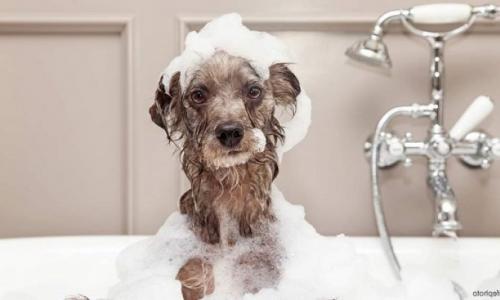 Можно ли мыть собаку человеческим шампунем от перхоти?